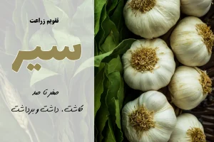 کشت سیر | آموزش جامع کاشت سیر در ایران | کودهای مورد نیاز سیر