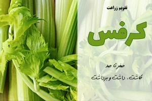 کشت کرفس | اموزش کشت کرفس | 0 تا 100 | کودهای موردنیاز کرفس