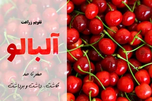 کشت آلبالو | آموزش جامع 0 تا 100 کاشت آلبالو و زراعت آلبالو در مناطق محتلف ایران + معرفی بهترین کود آلبالو در کنار بررسی مراحل رشد و مراحل کاشت آلبالو