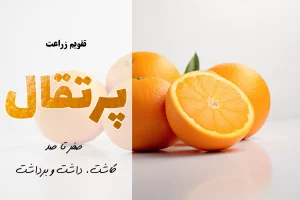 کشت پرتقال | آموزش جامع 0 تا 100 نکات مهم در کاشت درخت پرتقال + معرفی بهترین کود مورد نیاز پرتقال در طول مراحل رشد درخت پرتقال