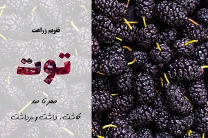 کشت توت | آموزش جامع 0 تا 100 کشت توت در ایران + معرفی بهترین کود برای توت | بادهی بیشتر توت با کود