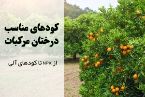 کودهای مناسب درختان مرکبات | برنامه کوددهی پرتقال و مرکبات | تقویم کودی مرکبات