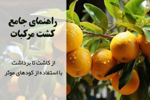 کاشت مرکبات | تقویم کودی مرکبات | کودهای مناسب مرکبات | آموزش کشت مرکبات | عناصر مورد نیاز درختان مرکبات