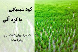 چه کودی برای برنج بهتر است؟ به برنج کود شیمیایی بدهیم یا کود آلی | بهترین کود برای برنج | برنامه کوددهی برنج