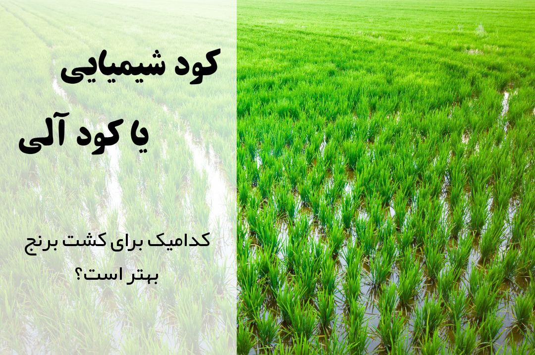 چه کودی برای برنج بهتر است؟ به برنج کود شیمیایی بدهیم یا کود آلی | بهترین کود برای برنج | برنامه کوددهی برنج