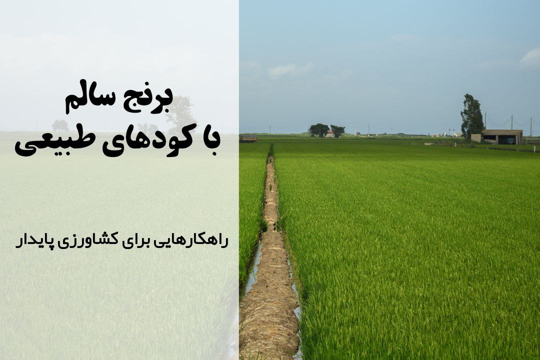 کودهای طبیعی مناسب برنج | راهنمای جامع کشت برنج | نکات مهم برای افزایش بهره‌وری در کشت برنج | بهترین کود برای برنج