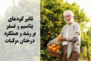 کودهای مناسب مرکبات | برنامه کوددهی پرتقال و نارنگی | کود فسفر برای مرکبات | کود پتاسیم برای مرکبات | افزایش عملکرد مرکبات |