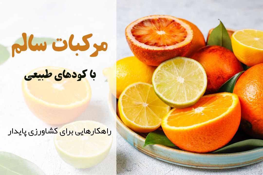 برنامه کوددهی مرکبات | کودهای مناسب مرکبات | افزایش باردهی درختان مرکبات | کودهای طبیعی برای مرکبات
