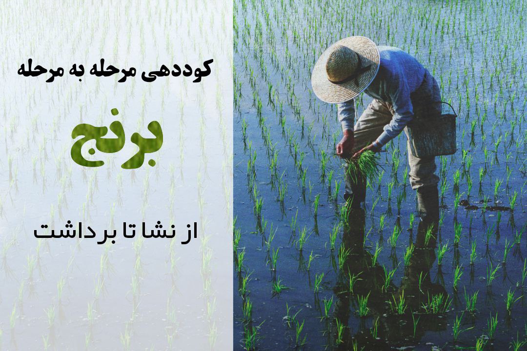 کوددهی برنج | برنامه کوددهی برنج | افزایش باردهی برنج | کوودهی نشای برنج | برنامه تغذیه برنج