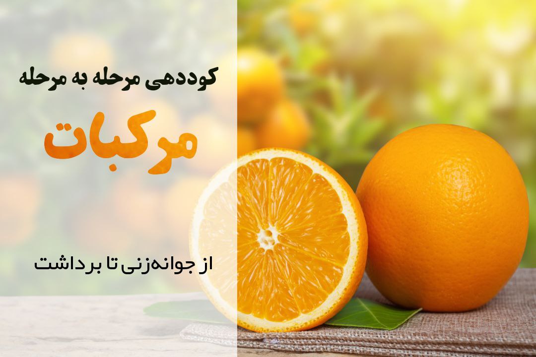 کاشت مرکبات | تقویم کودی مرکبات | چه کودی به مرکبات بدیم | آموزش کشت مرکبات | روش های کوددهی