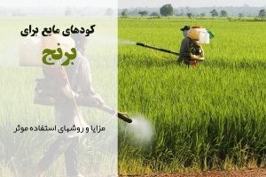 کود مایع مناسب برنج | مراحل کاشت برنج | افزایش باردهی برنج | بهترین کود برای برنج | چه زمانی به برنج کود بدیم؟