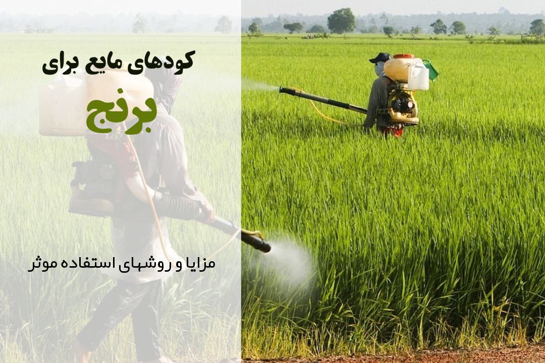 کود مایع مناسب برنج | مراحل کاشت برنج | افزایش باردهی برنج | بهترین کود برای برنج | چه زمانی به برنج کود بدیم؟