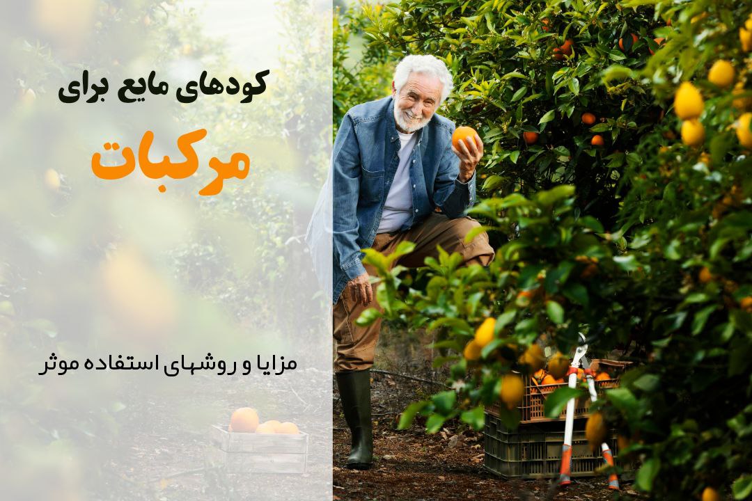 کود مایع مناسب مرکبات | مراحل کاشت مرکبات | افزایش باردهی مرکبات | بهترین کود برای مرکبات | چه زمانی به مرکبات کود بدیم؟