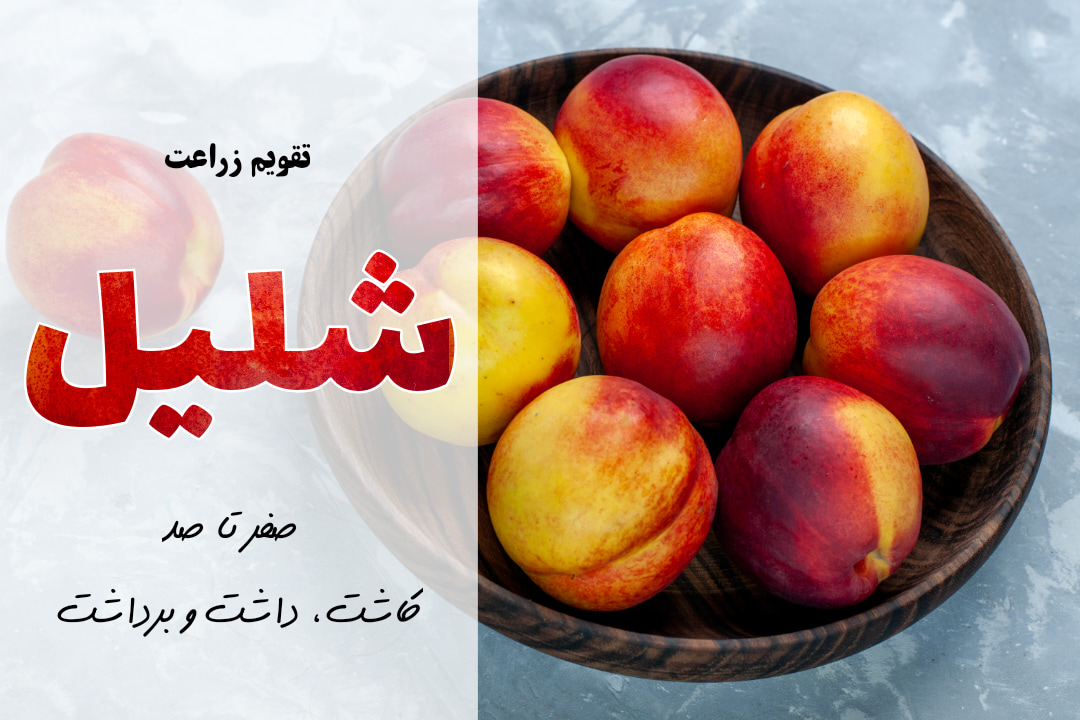 کاشت شلیل | آموزش جامع کشت شلیل | برنامه کوددهی شلیل | انواع شلیل| به شلیل چه کودی بدیم | بهترین کود برای شلیل