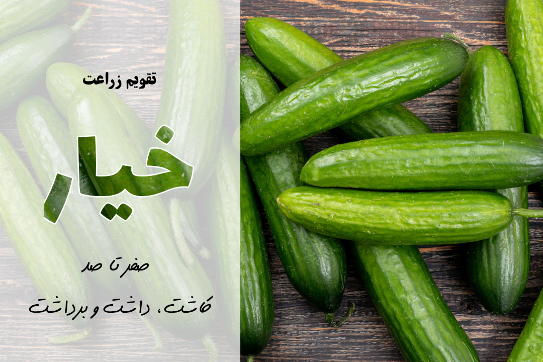 کشت خیار| آموزش جامع صفر تا صد نکات مهم و کلیدی کاشت خیار + معرفی برنامه کوددهی و بهترین کود برای خیار | انواع خیار