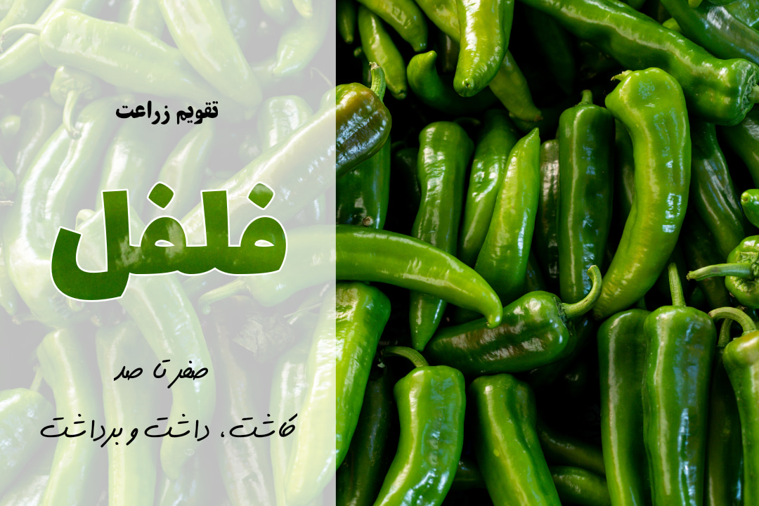 کاشت فلفل شیرین | آموزش کشت فلفل شیرین | معرفی برنامه کوددهی برای فلفل شیرین | به فلفل شیرین چه کودی بدیم