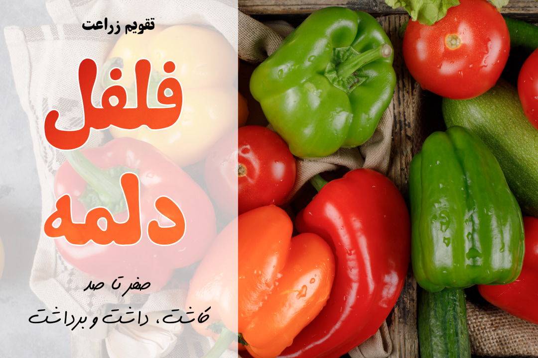 کاشت فلفل دلمه ای | آموزش کشت فلفل دلمه ای | معرفی برنامه کوددهی برای فلفل دلمه ای | خواص فلفل دلمه ای