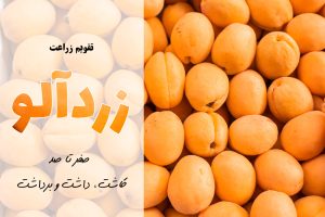 کاشت زردآلو | آموزش کشت زردآلو | معرفی برنامه کوددهی برای زردآلو | انواع زردآلو | به زردآلو چه کودی بدیم