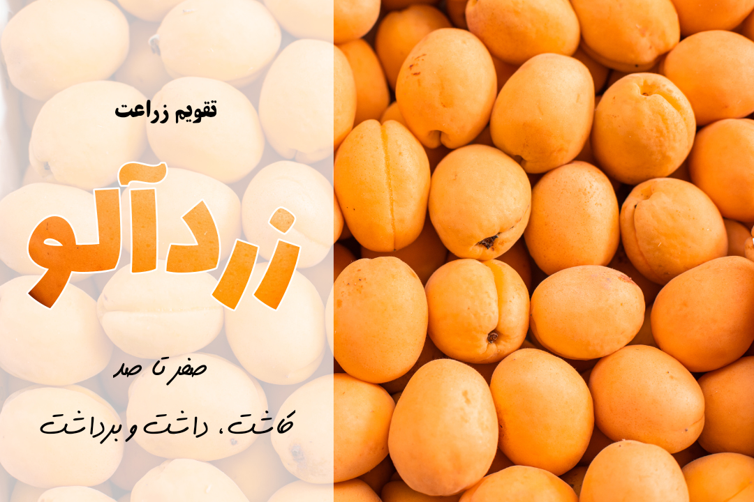 کاشت زردآلو | آموزش کشت زردآلو | معرفی برنامه کوددهی برای زردآلو | انواع زردآلو | به زردآلو چه کودی بدیم