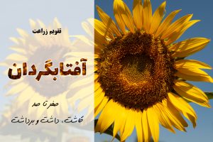 کاشت آفتابگردان | آموزش جامع کشت آفتابگردان | برنامه کوددهی آفتابگردان | به آفتابگردان چه کودی بدیم | بهترین کود برای آفتابگردان