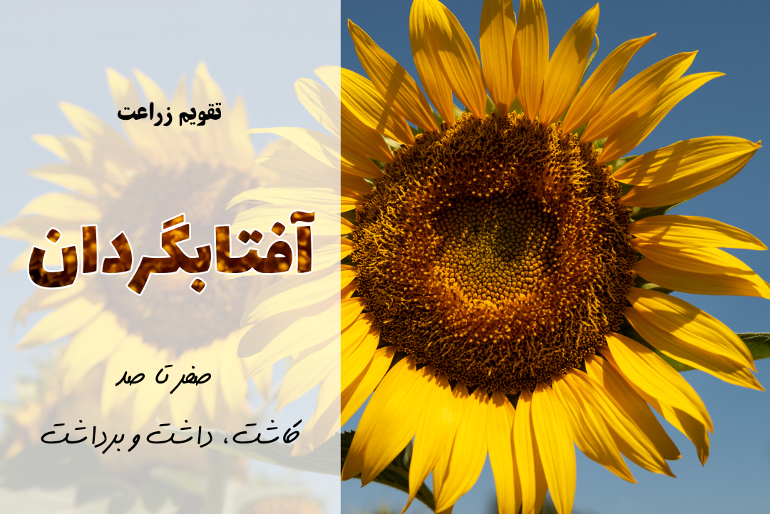 کاشت آفتابگردان | آموزش جامع کشت آفتابگردان | برنامه کوددهی آفتابگردان | به آفتابگردان چه کودی بدیم | بهترین کود برای آفتابگردان