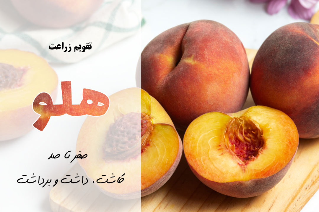 کاشت هلو | راهنمای کامل کشت هلو| بهترین کود برای هلو | به هلوچه کودی بدیم | انواع ارقام هلو | مراحل کاشت هلو