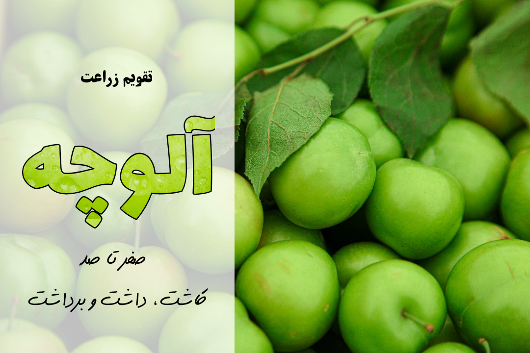 صفر تا صد کاشت آلوچه (گوجه سبز) | آموزش کشت آلوچه (گوجه سبز) | برنامه کوددهی برای آلوچه (گوجه سبز) | مراحل کاشت آلوچه (گوجه سبز)