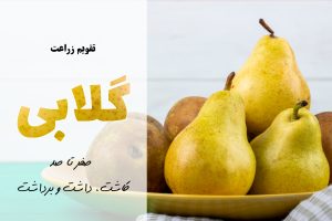 صفر تا صد کاشت گلابی | آموزش کشت گلابی | معرفی برنامه کوددهی برای گلابی | خواص گلابی | مراحل کاشت گلابی