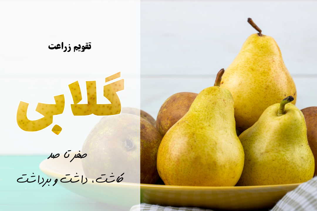 صفر تا صد کاشت گلابی | آموزش کشت گلابی | معرفی برنامه کوددهی برای گلابی | خواص گلابی | مراحل کاشت گلابی