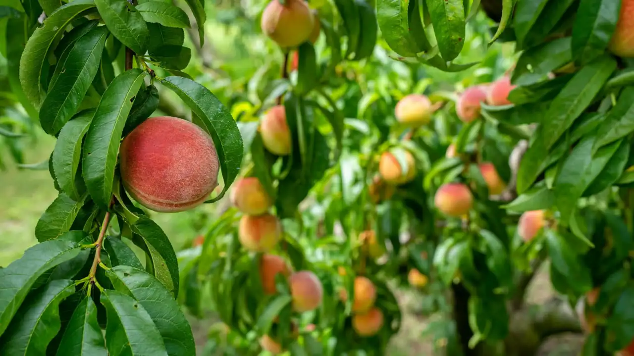 کاشت هلو در اصفهان | محصولات قابل کشت در استان اصفهان