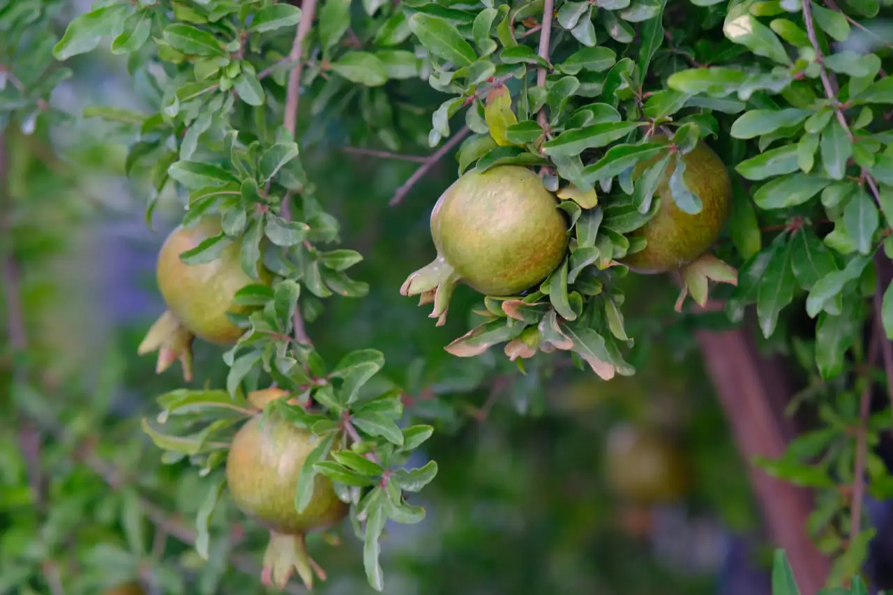 کاشت انار در اصفهان | محصولات قابل کشت در استان اصفهان